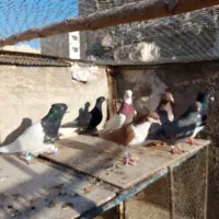 کبوتر رنگی|پرنده|قرچک, مهدیه|دیوار