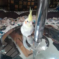 عروس هلندی نه ماهه