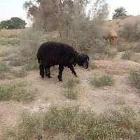 دوتا بره نر با یه ماده|حیوانات مزرعه|بندر ماهشهر, |دیوار