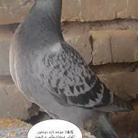 المانی سبز جوجه جوانه