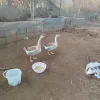 قوغاز اوکراینی و مرغ مصری