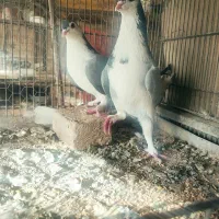 کبوتر دمگیر