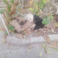 چند عدد اشپیز پا کوتا مو کوتا ۲ مایه|سگ|شهریار, شهریار|دیوار