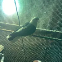 گبوتر نر سالم