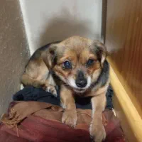 واگذاری ۲عدد سگ