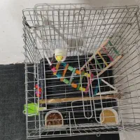 عروس هلندی لوتینو نرباقفس|پرنده|شریفآباد, |دیوار