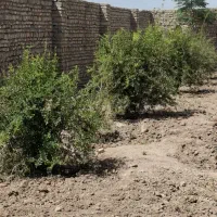 باغچه500متری