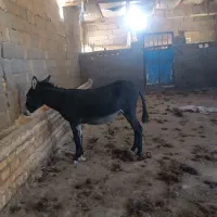 کره خر ماده