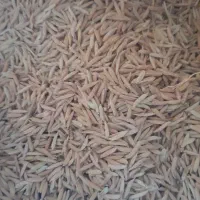 بذر فجرسوزنی