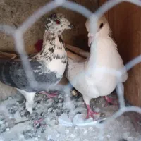 کفتر طوقی|پرنده|شهریار, شهرک بهاران (ویره)|دیوار