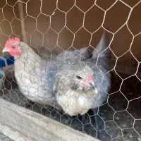 مرغ و خروس|حیوانات مزرعه|اهواز, بیست متری شهدا|دیوار