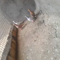 کبوتر|پرنده|تربت‌حیدریه, بالا ولایت|دیوار