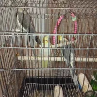 عروس هلندی