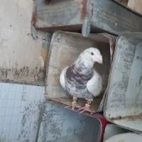 دوتا سار خوب  ویک ساده افشون ماده خوب دم تخم