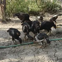 جوجه چابهاری|حیوانات مزرعه|میناب, |دیوار
