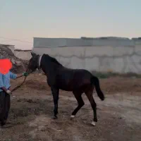 فروش اسب|اسب و تجهیزات اسبسواری|پارسآباد, |دیوار