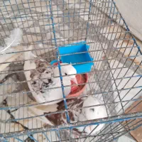 کبوتر وطرقه زیبا
