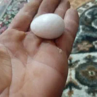 این|عمده‌فروشی|فیرورق, |دیوار