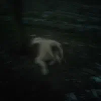 نر بشرط|سگ|خان ببین, |دیوار