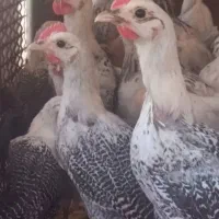 براکل