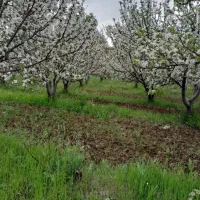 فروش-باغ-سیب-در-آغجه-کهل