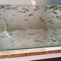 ماهی گوپی|ماهی|اهواز, کوی صادقیه|دیوار