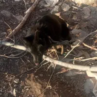 سگ شیتزو|سگ|نیشابور, کشتارگاه|دیوار