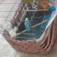 مرغ عشق با قفس به فروش میرود