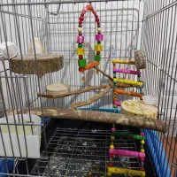 قفس سالم|لوازم جانبی حیوانات|همدان, |دیوار