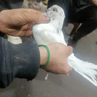 کبوتر پرشی|پرنده|قم, ولیعصر|دیوار