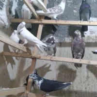 کفتر پرشی تهران
