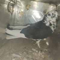 کبوتر گمشده