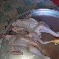 جوجه|حیوانات مزرعه|دهدشت, |دیوار