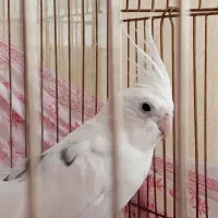 عروس هلندی نر ماده|پرنده|جوانرود, |دیوار