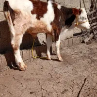 گوساله ی سیمینتال نر.  گاونر