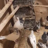 کفتر|پرنده|قم, هفت تیر|دیوار