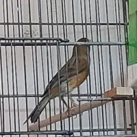 قناری نر فروش