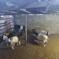 بز تکه