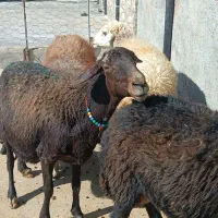 میش و بره|حیوانات مزرعه|کوهدشت, |دیوار