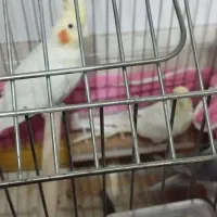 3تاعروس هلندی