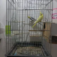 عروس پاریس|پرنده|سوسنگرد, |دیوار