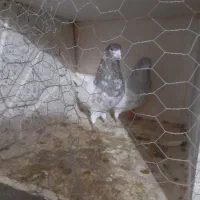 کبوتر|پرنده|سردرود, |دیوار