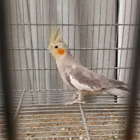 2 جفت عروس هلندی اهلی سخنگو|پرنده|ماکو, |دیوار