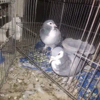 کفتر دمگیر ماده، قزوینی، بدرنگ ،زیل نر|پرنده|فولادشهر, C1|دیوار