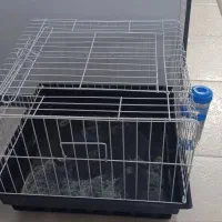 خوکچه هندی فشن|موش و خرگوش|تهران, شمشیری|دیوار