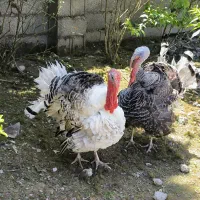 بوقلمون نر محلی و ارگانیک