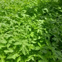 نهال گوجه
