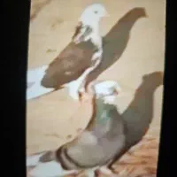 کبوتر گمشده