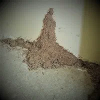 سم پاشی موریانه زدایی|خدمات نظافت|اصفهان, نقش جهان|دیوار