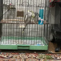 جفت دستی سخنگو|پرنده|بافق, |دیوار